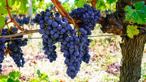 Cabernet Sauvignon Üzümünün Genel Özellikleri Nedir?