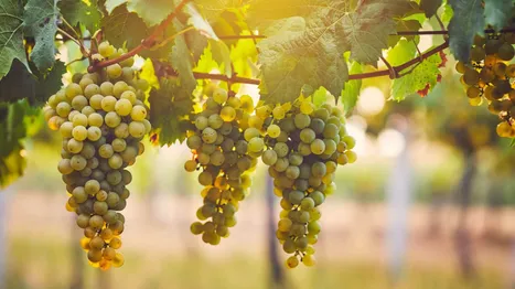 Chardonnay Üzümünün Genel Özellikleri Nedir?