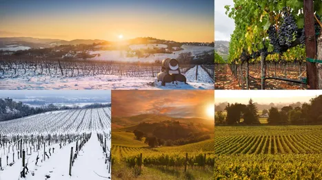 İklim Tiplerinin Şarap Üzerindeki Etkisi Nedir?