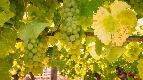 Sauvignon Blanc Üzümünün Genel Özellikleri Nedir?