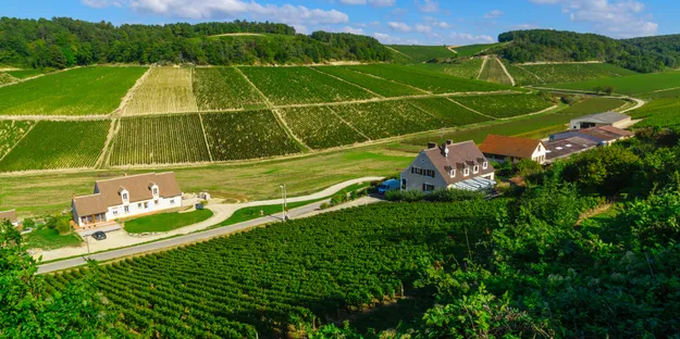 7 Maddede Chablis