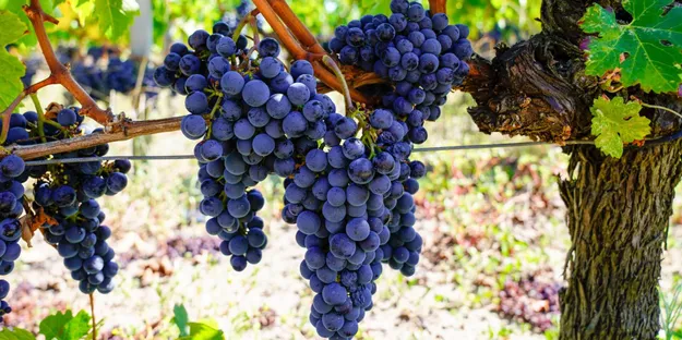 Cabernet Sauvignon Üzümünün Genel Özellikleri Nedir?