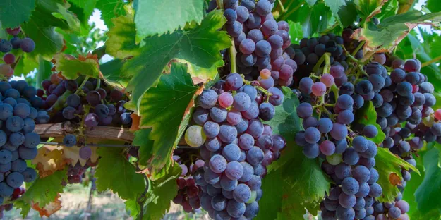 Grenache Üzümünün Genel Özellikleri Nedir