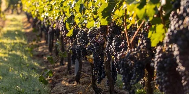 Merlot Üzümünün Genel Özellikleri Nedir?