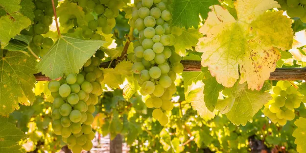 Sauvignon Blanc Üzümünün Genel Özellikleri Nedir?