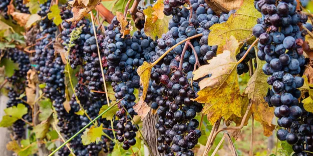 Syrah/Shiraz Üzümünün Genel Özellikleri Nedir?