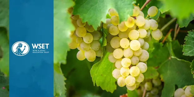 WSET 2. Seviye Şarap Yeterlilik Programı