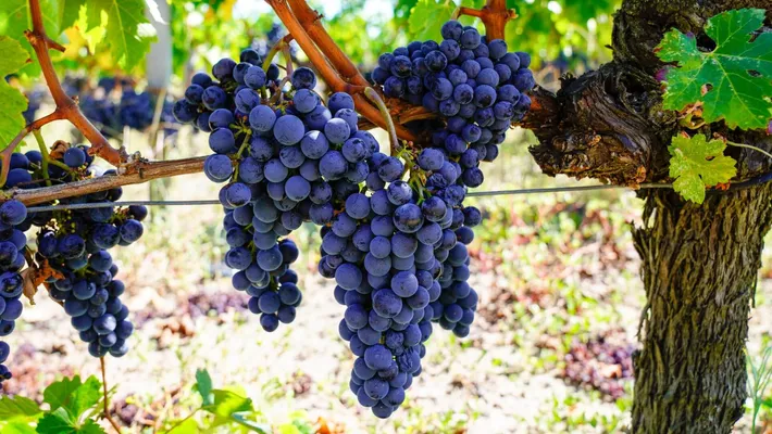 Cabernet Sauvignon Üzümünün Genel Özellikleri Nedir?