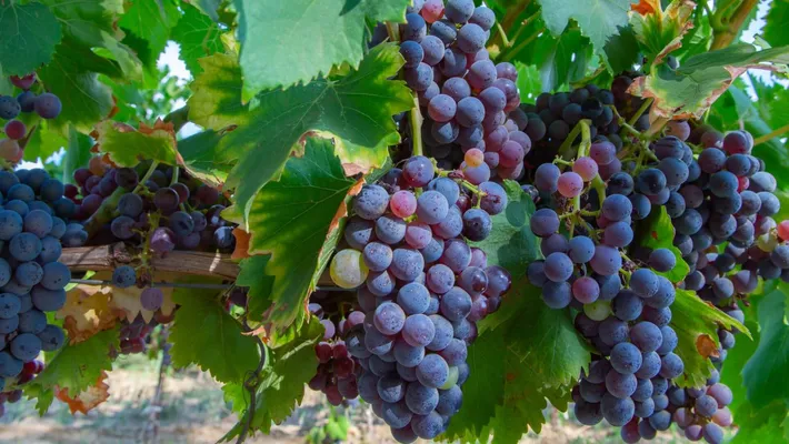 Grenache Üzümünün Genel Özellikleri Nedir