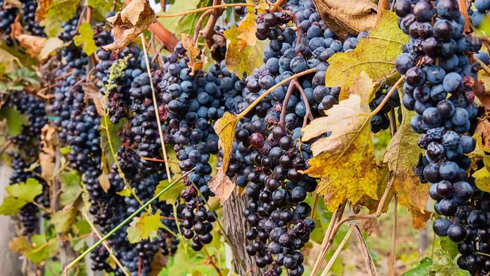 Syrah/Shiraz Üzümünün Genel Özellikleri Nedir?