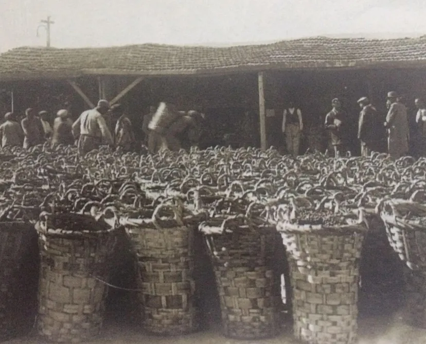 Buralar Hep Bağlıktı!