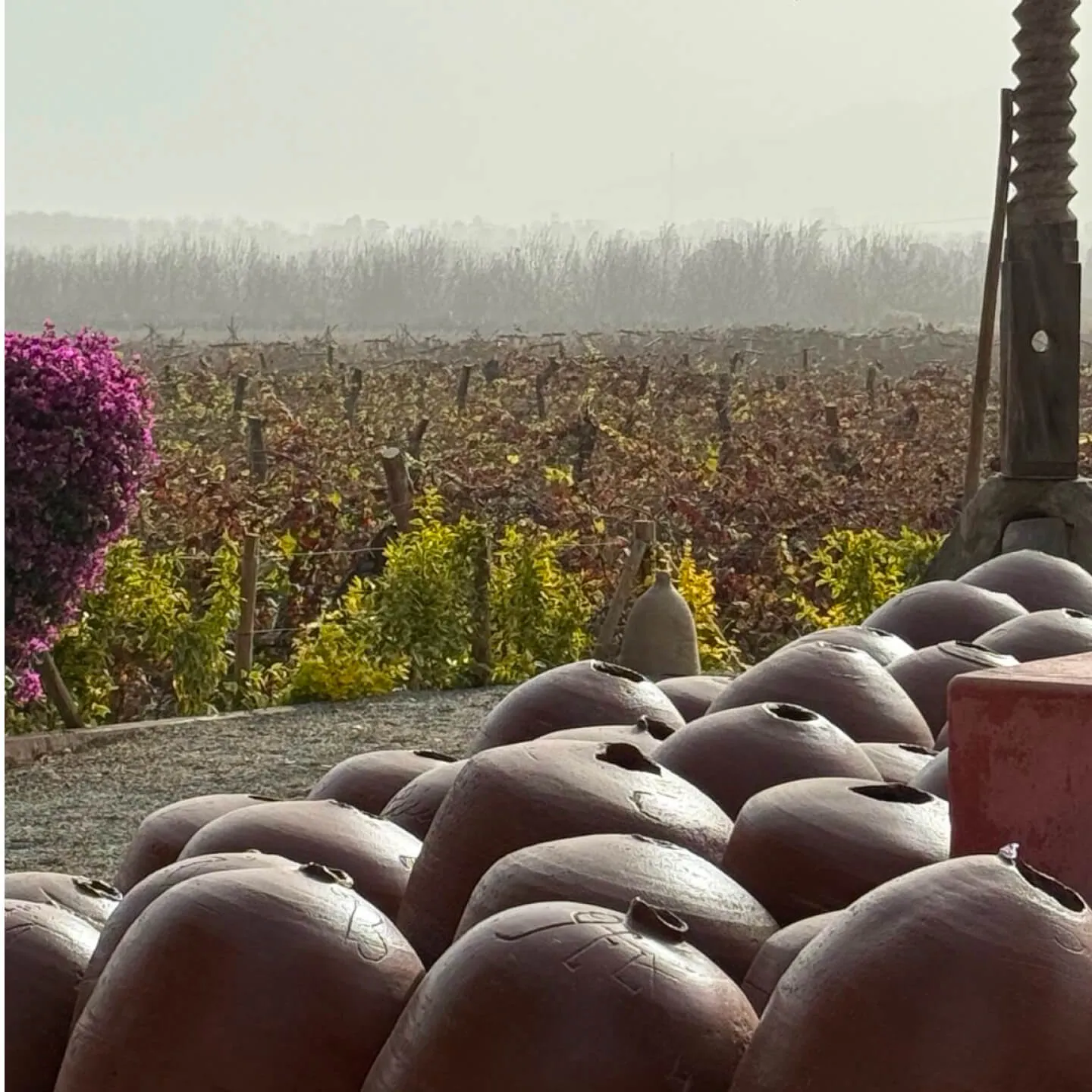 PERU: Çölün, Okyanusun, Yüksek Rakımın Şarapları