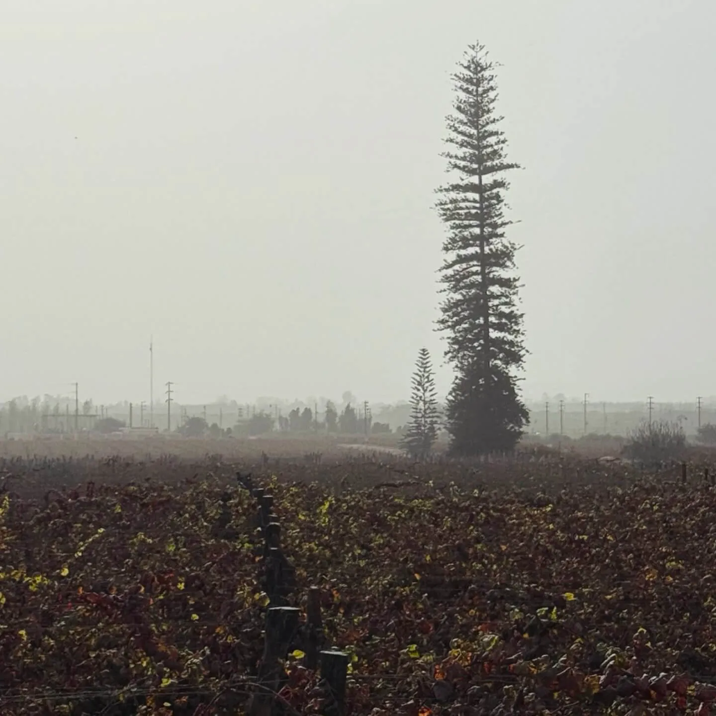 PERU: Çölün, Okyanusun, Yüksek Rakımın Şarapları