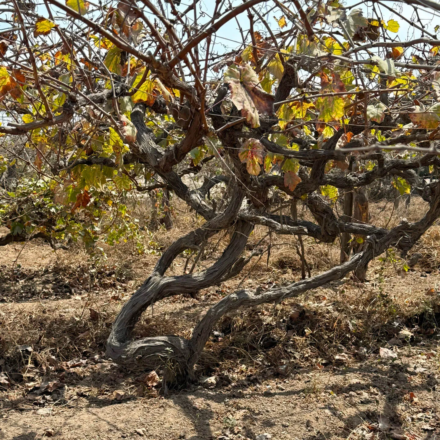 PERU: Çölün, Okyanusun, Yüksek Rakımın Şarapları
