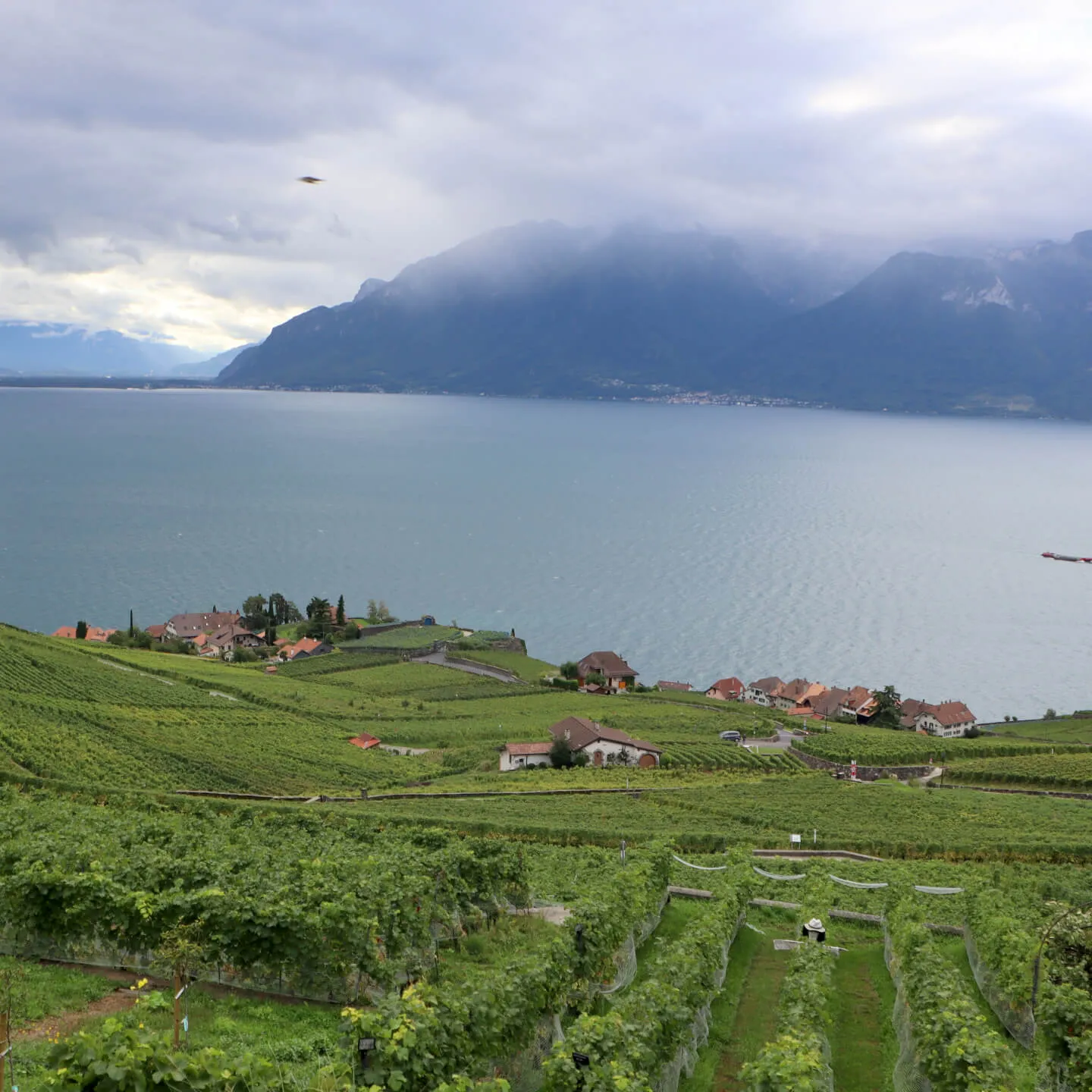 Genç Bir Sommelier'in Yolculuğu: Yarışmalardan Yeni Deneyimlere