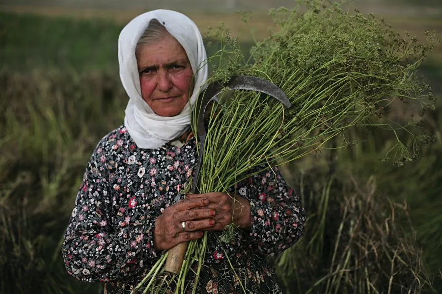 NAZLI PİŞKİN:ANASON