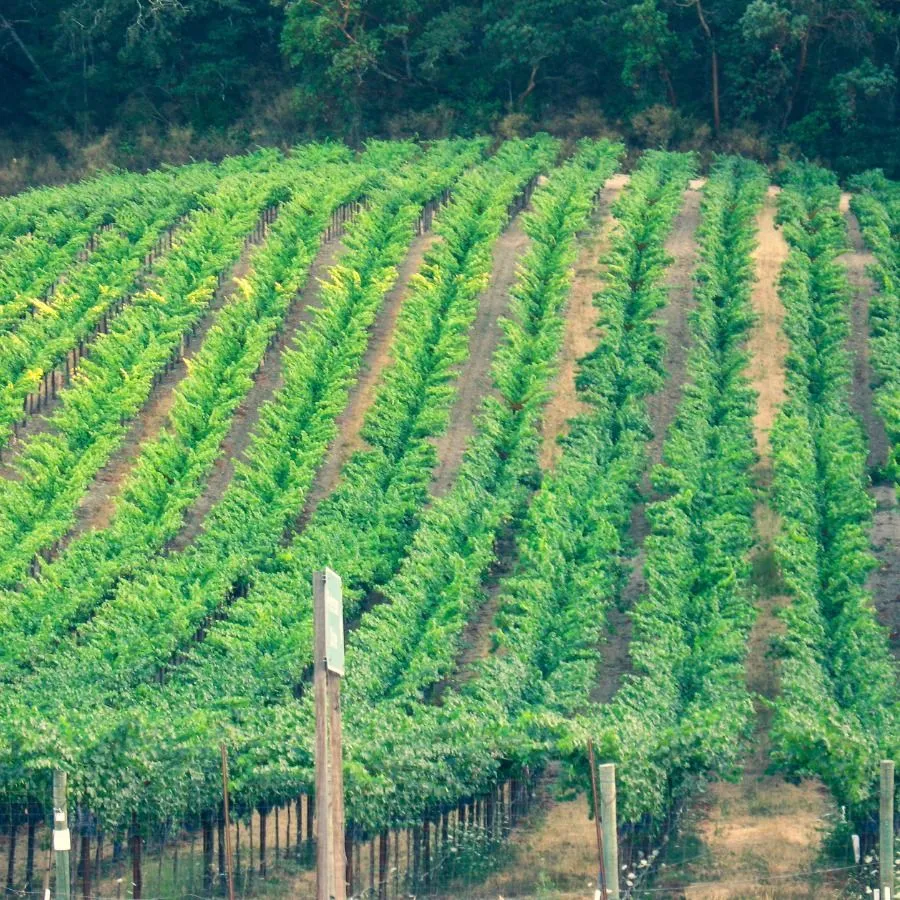 Merlot Üzümünün Genel Özellikleri Nedir?