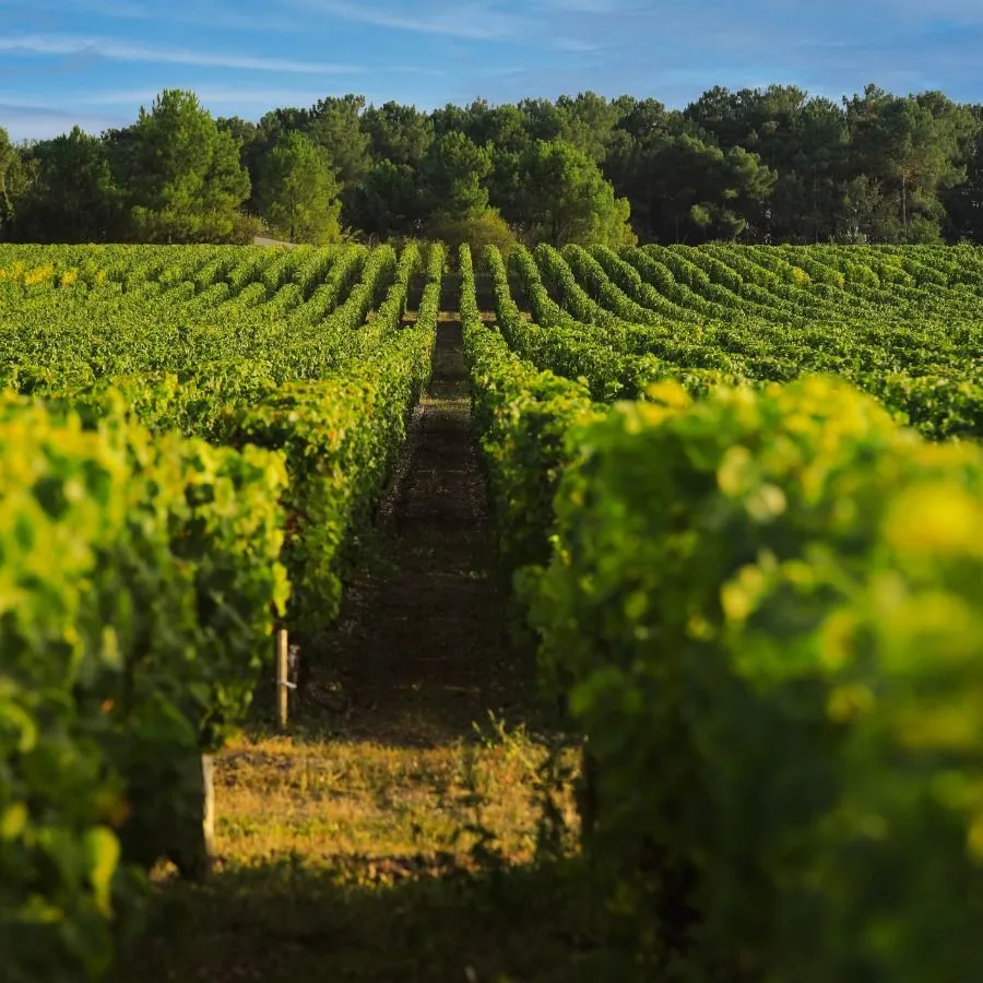 Cabernet Sauvignon Üzümünün Genel Özellikleri Nedir?