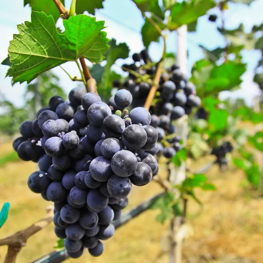 Cabernet Sauvignon Üzümünün Genel Özellikleri Nedir?