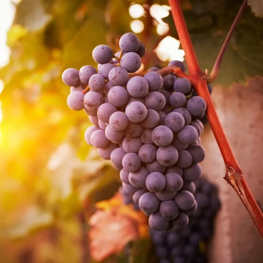 Cabernet Sauvignon Üzümünün Genel Özellikleri Nedir?