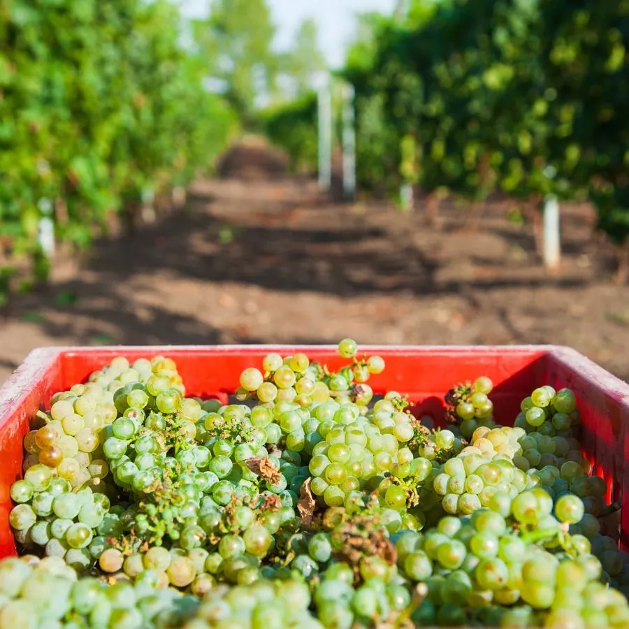 Chardonnay Üzümünün Genel Özellikleri Nedir?