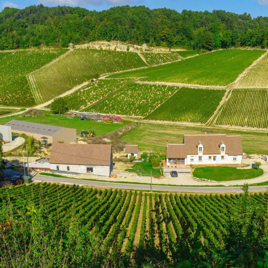 Chardonnay Üzümünün Genel Özellikleri Nedir?