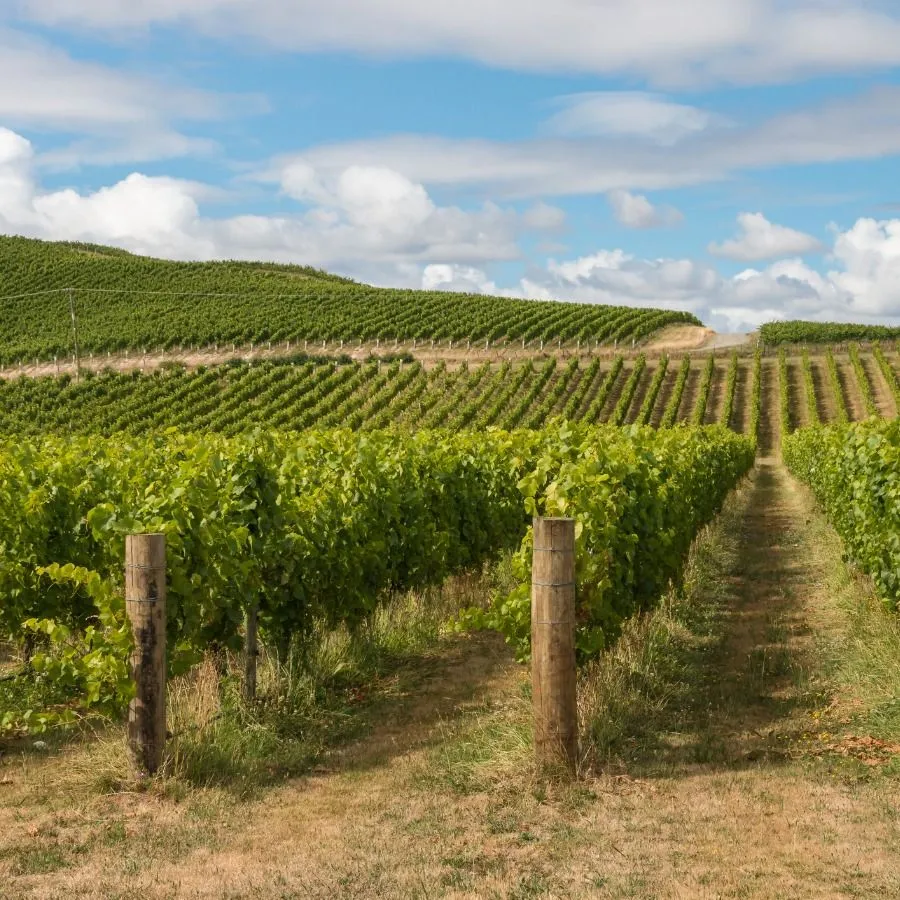 Sauvignon Blanc Üzümünün Genel Özellikleri Nedir?