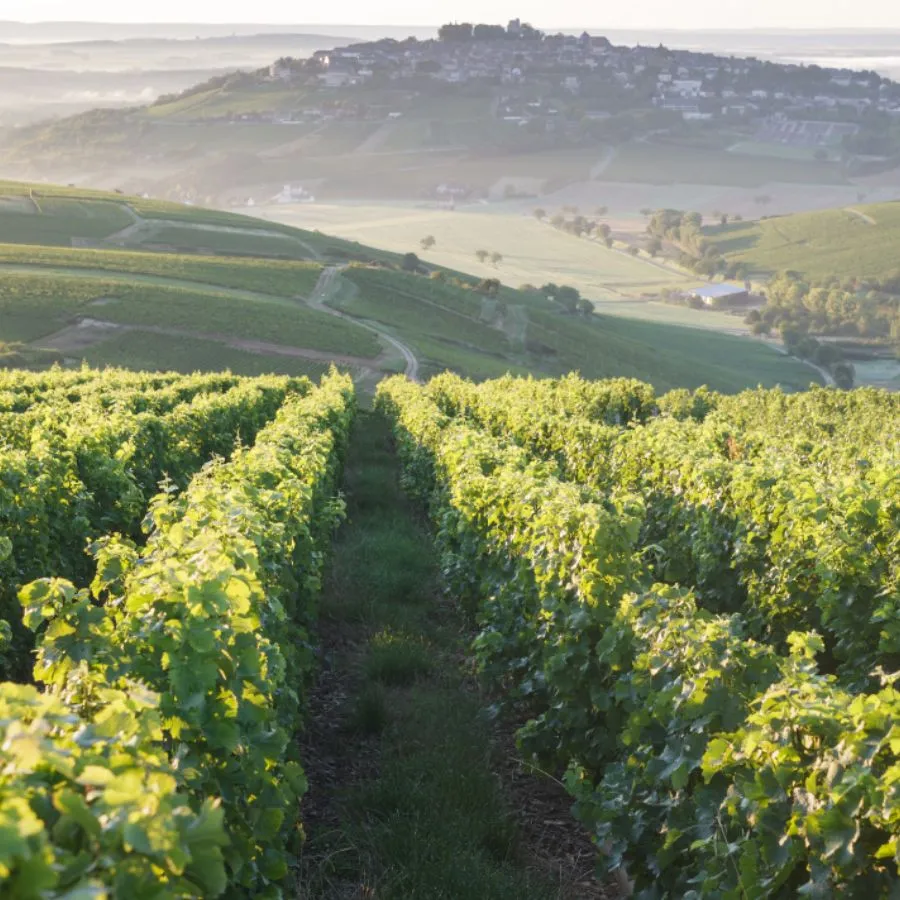 Sauvignon Blanc Üzümünün Genel Özellikleri Nedir?