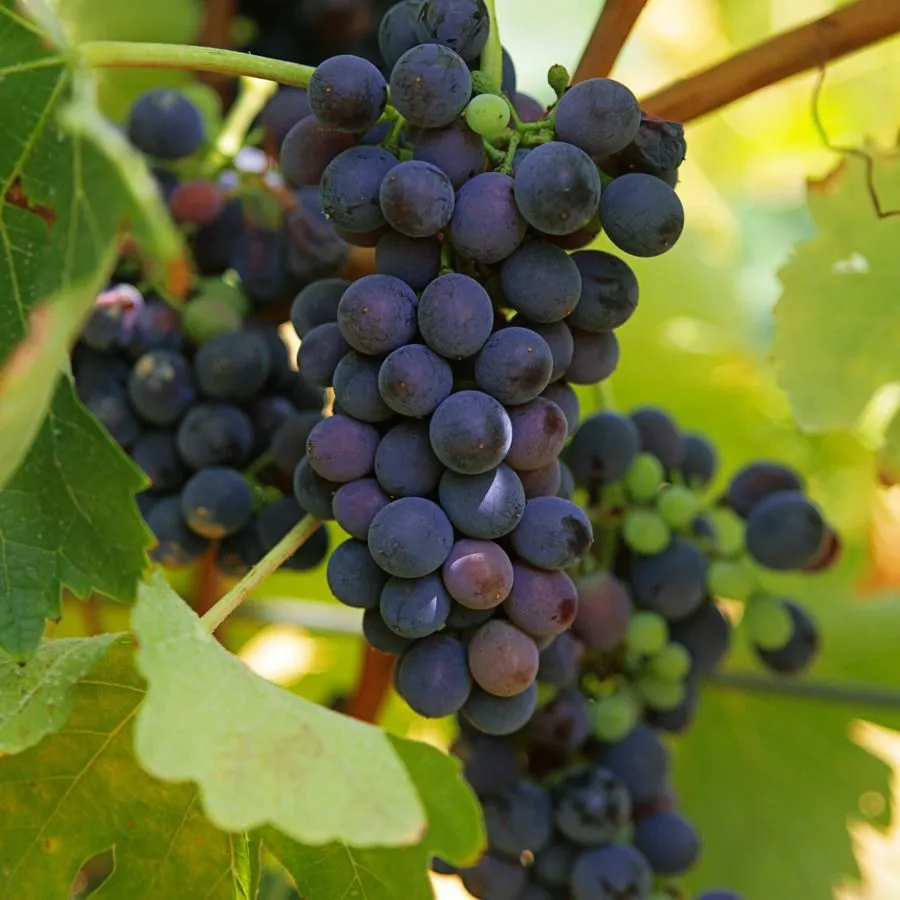 Grenache Üzümünün Genel Özellikleri Nedir