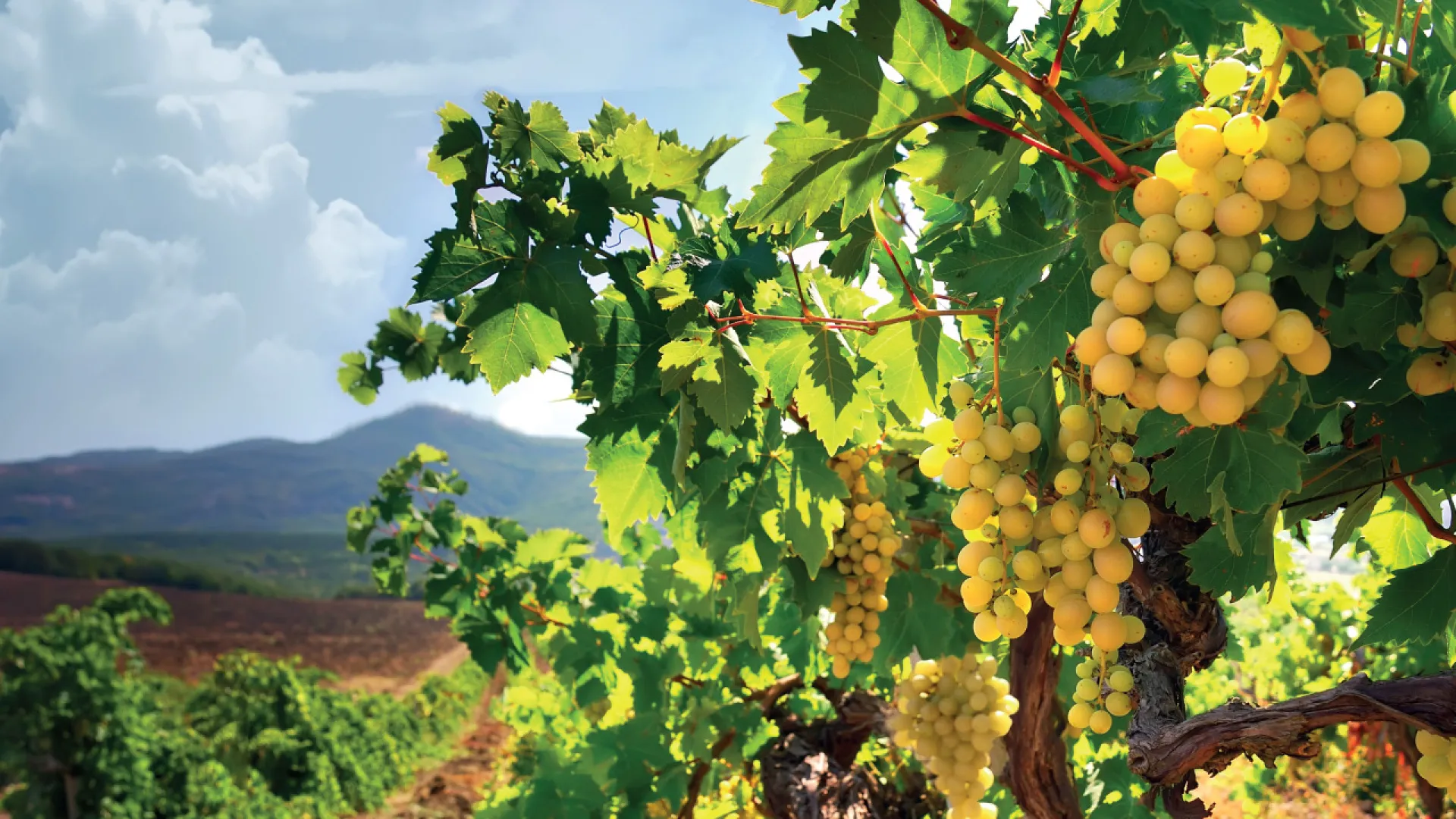 WSET 1. SEVİYE ŞARAP YETERLİLİK PROGRAMI-Ocak 2026